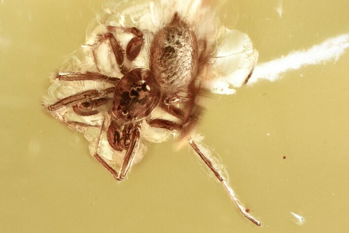 Detailed Fossil Spider (Araneae) In Baltic Amber #315328